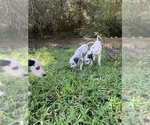 Small Photo #16 Dalmatian Puppy For Sale in MERRITT IS, FL, USA