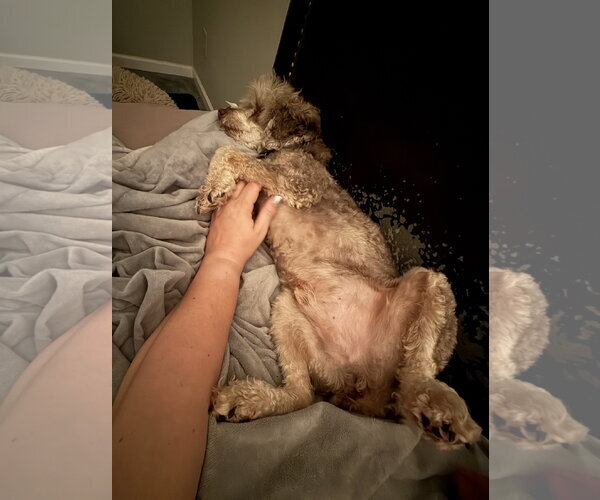 Medium Photo #7 Poodle (Miniature) Puppy For Sale in Pacolet, SC, USA