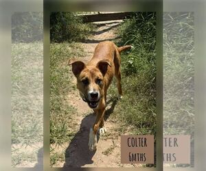 ODIN - Male Retriever -Unknown Mix Dog for Adoption - Photo #5