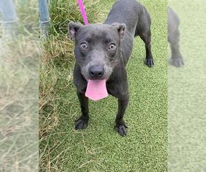 Mutt Dogs for adoption in Fayetteville, NC, USA