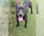 BAMBI - Female Mutt Dog for Adoption - Small photo