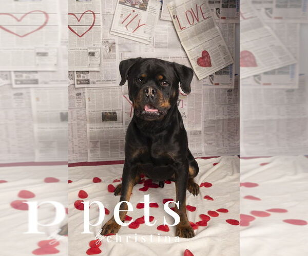 Medium Photo #1 Rottweiler Puppy For Sale in Foristell, MO, USA