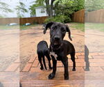 Small #4 Labrador Retriever Mix