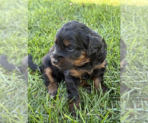 Medium Photo #24 Bernedoodle (Miniature) Puppy For Sale in HELPER, UT, USA
