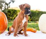 Puppy Orlando Boxer