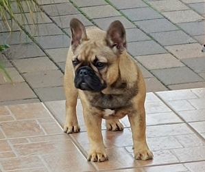 French Bulldog Puppy for Sale in Budapest, Budapest Hungary