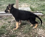 Small Photo #1 German Shepherd Dog Puppy For Sale in SUMPTER TWP, MI, USA