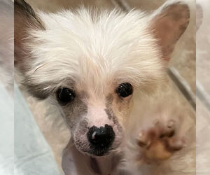 Chinese Crested Puppy for sale in ALVORD, TX, USA