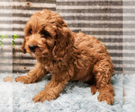 Small #2 Cavapoo (Miniature)-Poodle (Standard) Mix
