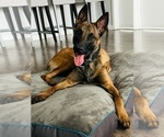 Small Photo #2 Belgian Malinois Puppy For Sale in SAN DIEGO, CA, USA
