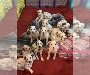 Dalmatian Puppy for sale in OXFORD, GA, USA