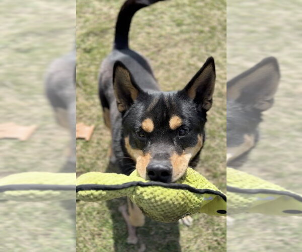 Medium Photo #6 Mutt Puppy For Sale in Bemidji, MN, USA