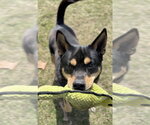 Small #5 Mutt