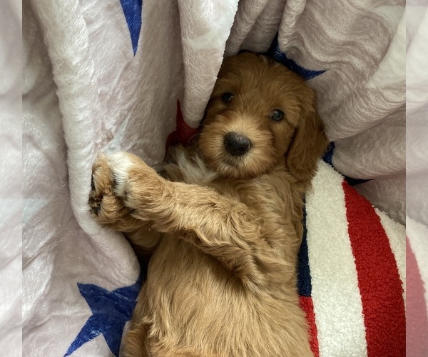 Medium Photo #4 Australian Labradoodle-Bernedoodle Mix Puppy For Sale in ATWATER, CA, USA