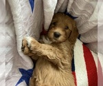 Small #3 Australian Labradoodle-Bernedoodle Mix