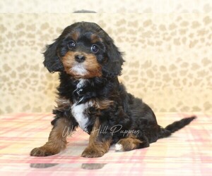 Cavapoo Puppy for sale in DENVER, PA, USA