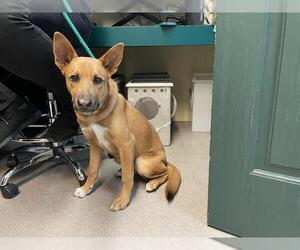 Carolina Dog-Unknown Mix Dogs for adoption in Pasadena, CA, USA