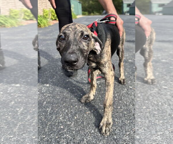 Medium Photo #1 Mutt Puppy For Sale in Sterling, MA, USA