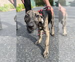 Small Mutt