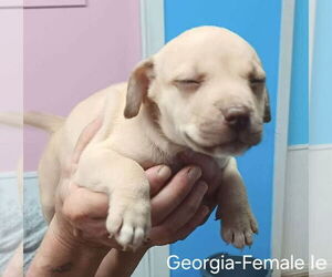 American Pit Bull Terrier-American Staffordshire Terrier Mix Dogs for adoption in Wenonah, NJ, USA