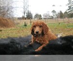 Small Photo #11 Poodle (Standard) Puppy For Sale in STOKESDALE, NC, USA
