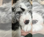 Small Photo #5 Bernedoodle-Sheepadoodle Mix Puppy For Sale in WOODSIDE, NY, USA