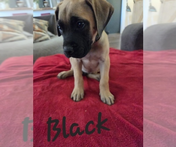 Medium Photo #4 Mastiff Puppy For Sale in WALNUT COVE, NC, USA