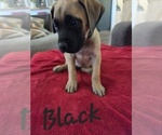 Small Photo #4 Mastiff Puppy For Sale in WALNUT COVE, NC, USA