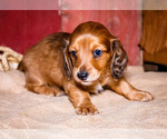 Small #22 Dachshund