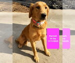 Small Photo #3 Golden Retriever Puppy For Sale in West Hollywood, CA, USA