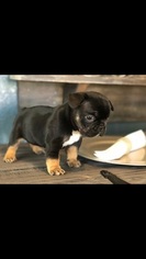 French Bulldog Puppy for sale in ATWATER, CA, USA