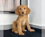 Small Photo #2 Goldendoodle Puppy For Sale in FRANKLIN, IN, USA