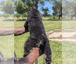 Small Photo #31 Bernedoodle-Golden Mountain Dog Mix Puppy For Sale in DAVIS, CA, USA