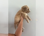 Small Photo #4 Bernedoodle Puppy For Sale in MOULTON, AL, USA