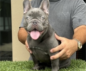 French Bulldog Puppy for sale in CAPE CORAL, FL, USA