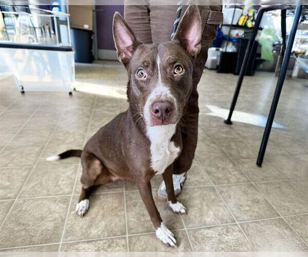 Medium Photo #1 American Staffordshire Terrier-Unknown Mix Puppy For Sale in Raleigh, NC, USA