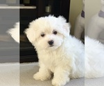 Puppy Luna Maltipoo