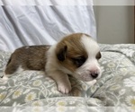 Small #14 Pembroke Welsh Corgi