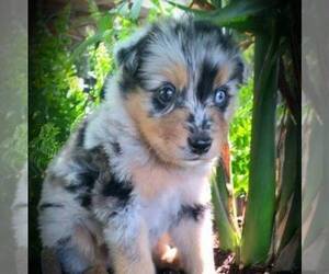 Australian Shepherd Puppy for sale in LINDEN, TN, USA