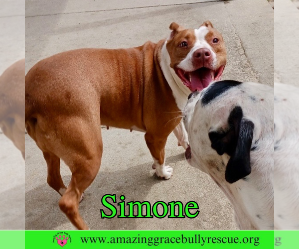 Medium Photo #10 American Staffordshire Terrier-Unknown Mix Puppy For Sale in Pensacola, FL, USA