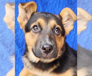 German Shepherd Dog-Unknown Mix Dogs for adoption in Cuba, NY, USA