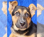 Small German Shepherd Dog Mix