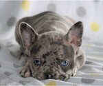 Small Photo #3 Faux Frenchbo Bulldog Puppy For Sale in FREDERICKSBG, OH, USA