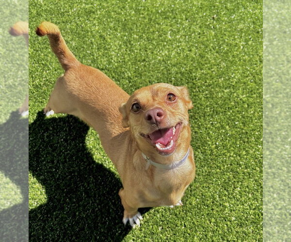 Medium Photo #2 Dachshund Puppy For Sale in Salinas, CA, USA