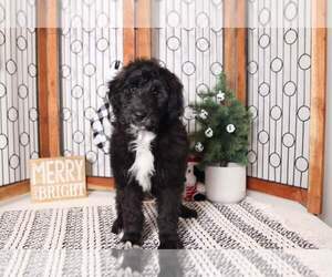 Cadoodle Puppy for sale in NAPLES, FL, USA