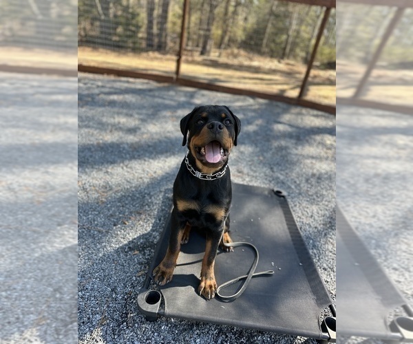 Medium Photo #1 Rottweiler Puppy For Sale in LIZELLA, GA, USA