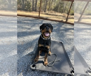 Rottweiler Puppy for sale in LIZELLA, GA, USA