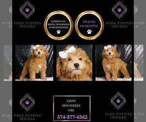 Poodle (Toy) Puppy for sale in WARSAW, IN, USA