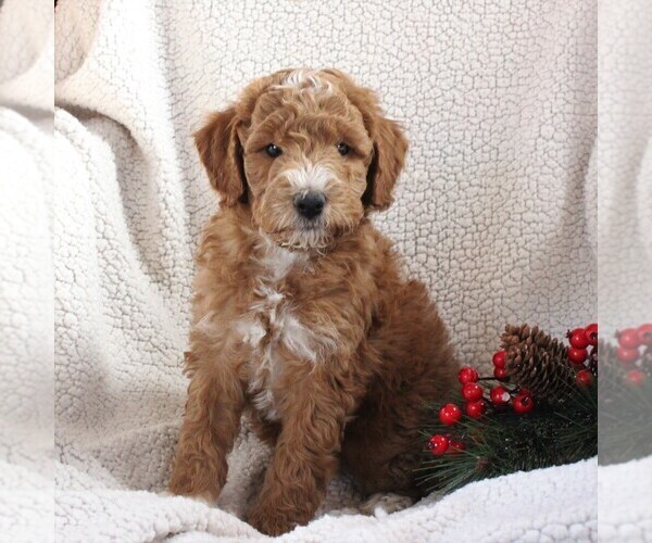 Medium Photo #3 Poodle (Miniature) Puppy For Sale in STEVENS, PA, USA