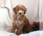 Small Photo #3 Poodle (Miniature) Puppy For Sale in STEVENS, PA, USA